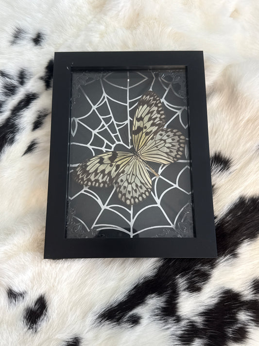 Rice Wing Butterfly in a Frame