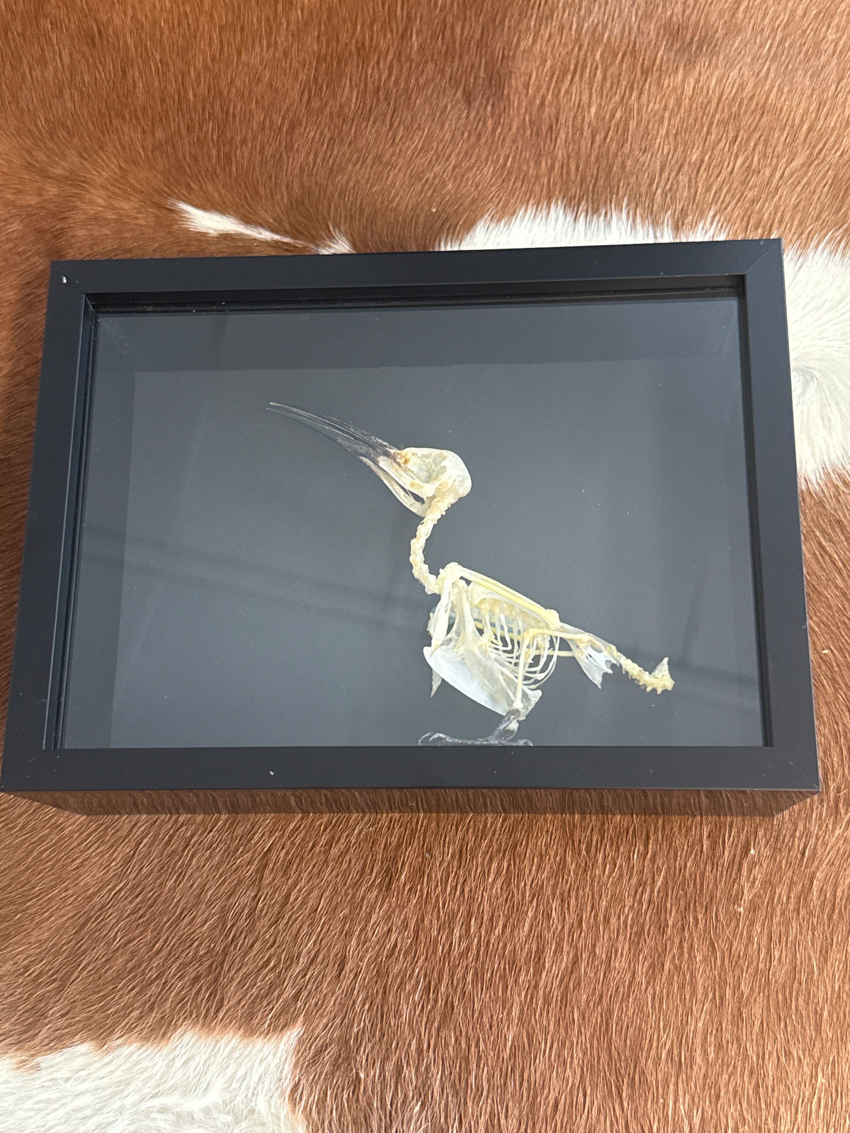 Blue Tailed Bee Eater (Merops philippinus javanicus) Bird Skeleton Frame