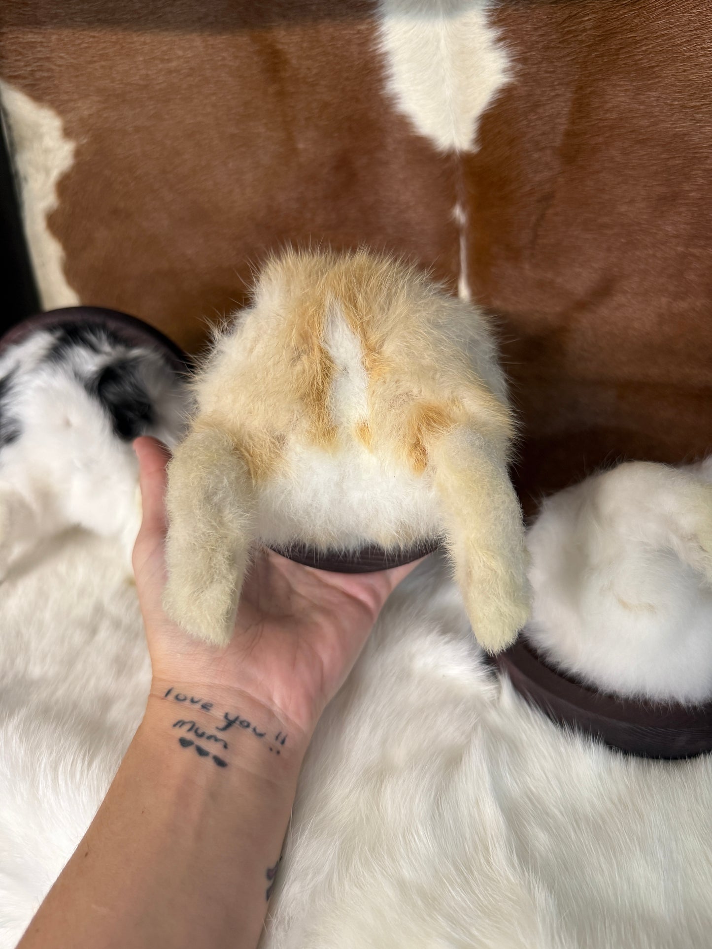 Taxidermy Bunny Butt Wall Mount - Pumpkin Cat Collectables