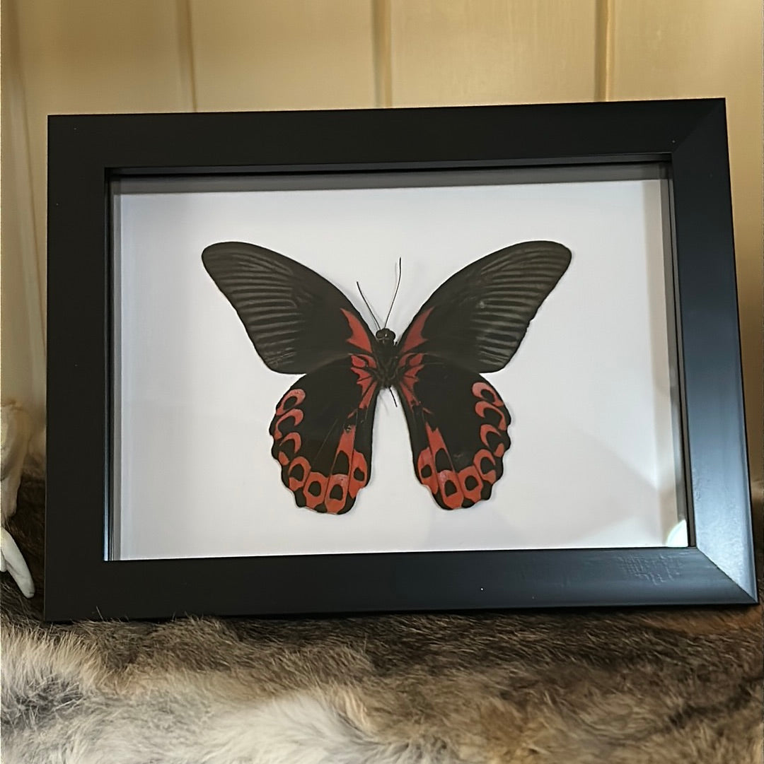 Papilio Romanzovia butterfly in a frame