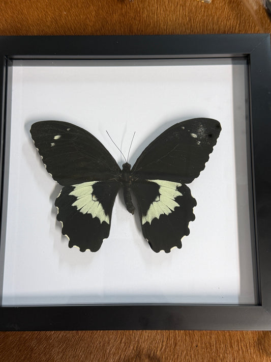 Papilio gambrisius collosus Butterfly frame