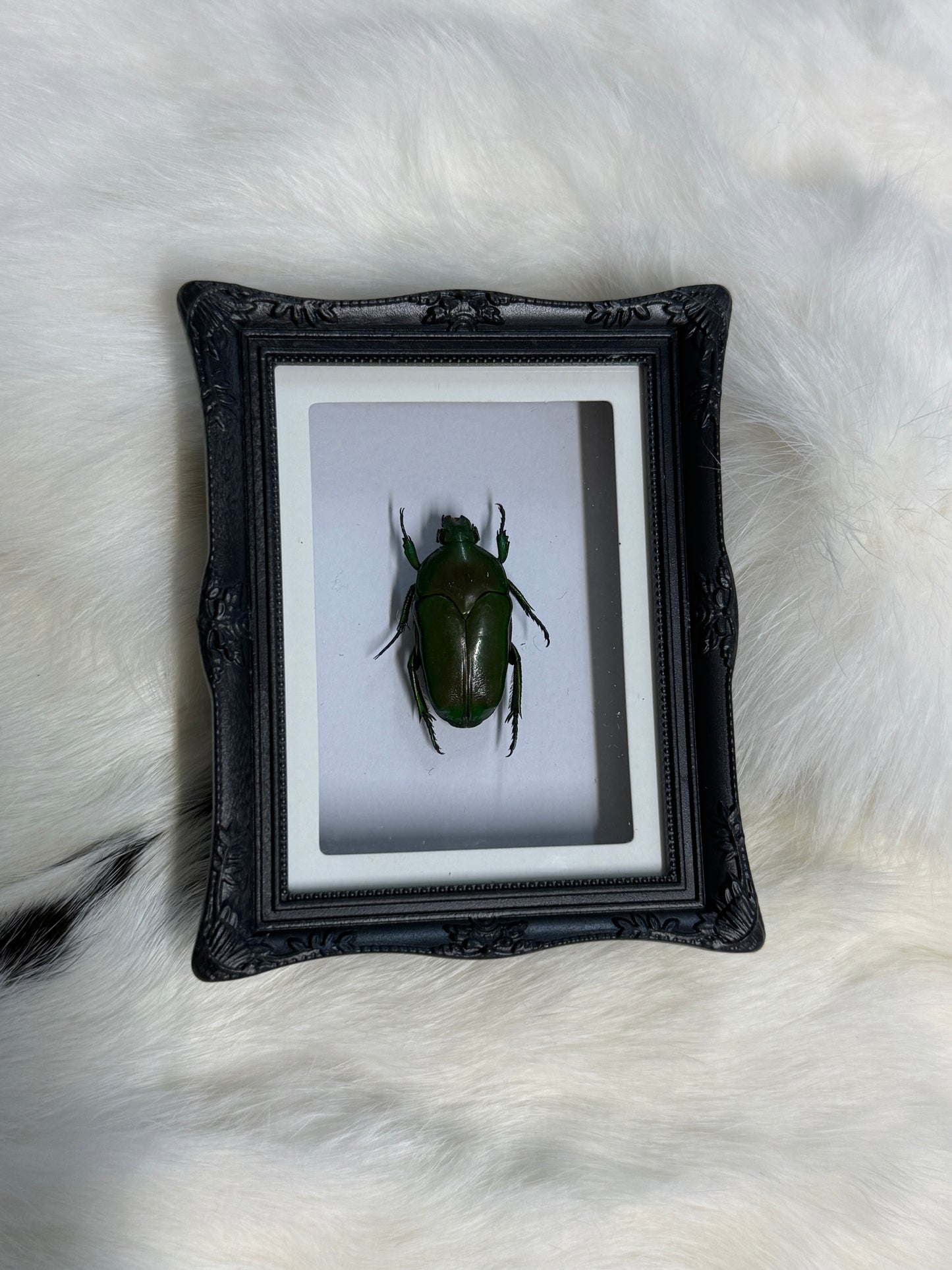 Bug Fridge Magnet Mini Frame - Pumpkin Cat Collectables