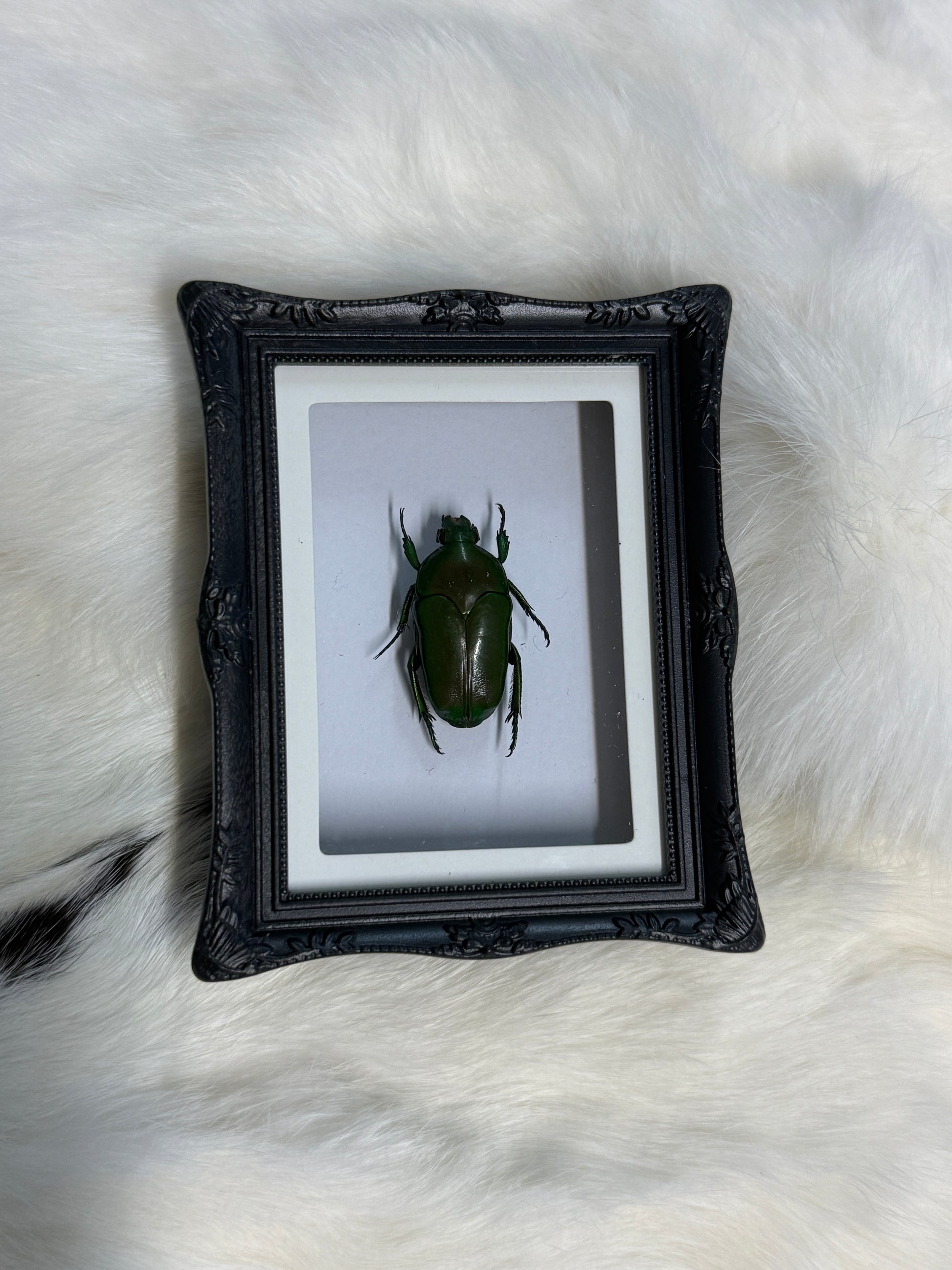 Bug Fridge Magnet Mini Frame - Pumpkin Cat Collectables