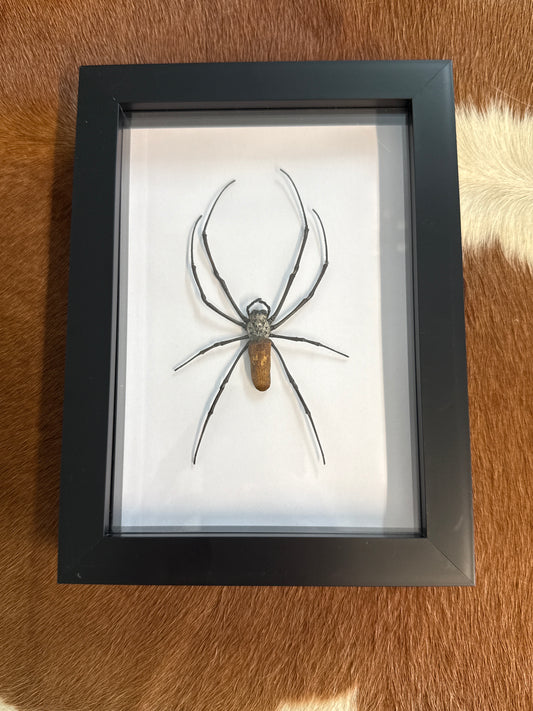 Nephila Orb Weaver Spider in a Frame