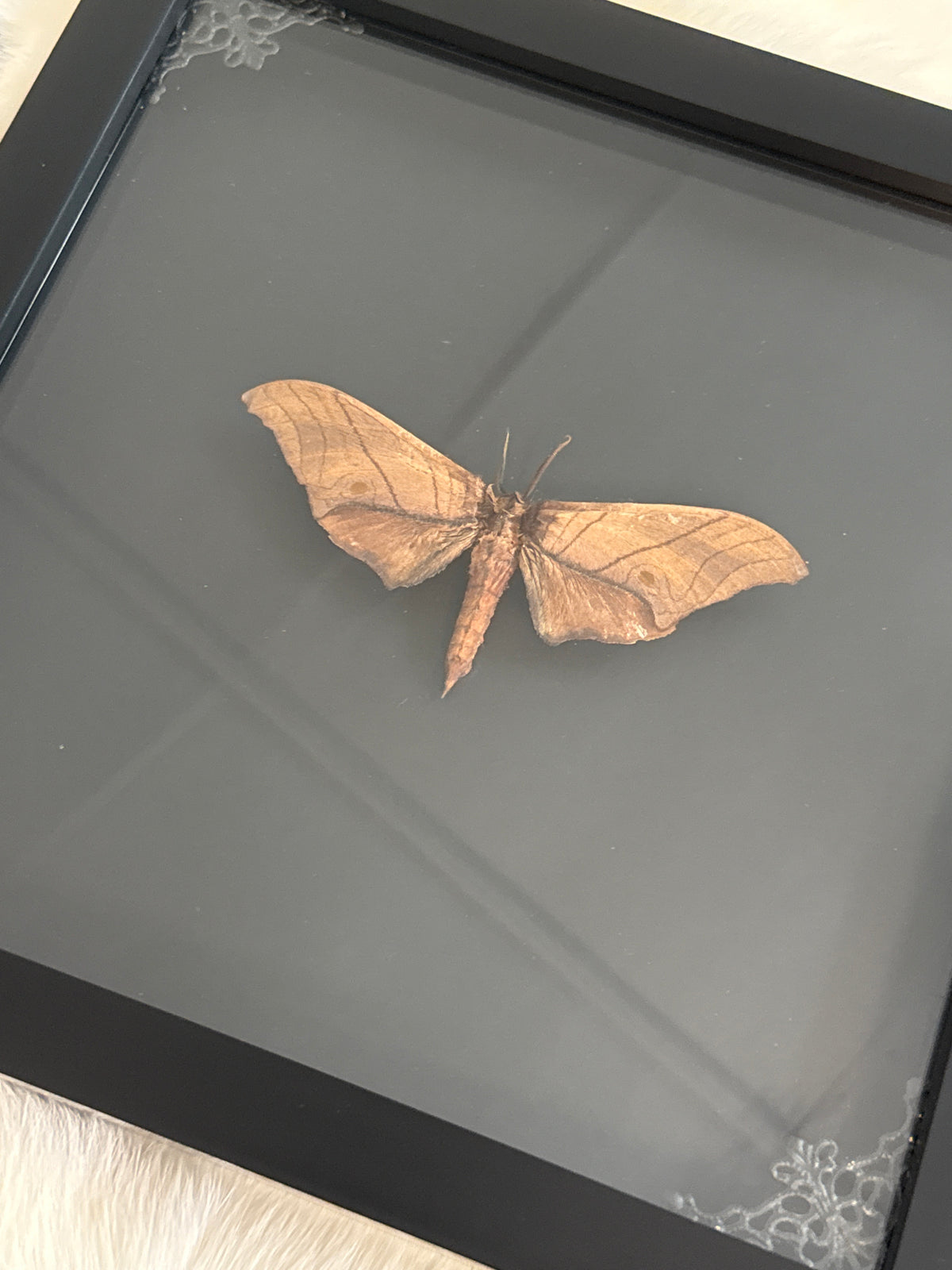 Thetra levan Moth in a Frame