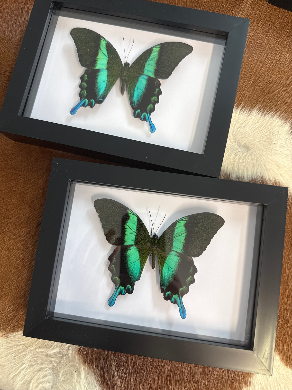 Papilio blumei Butterfly in a Frame