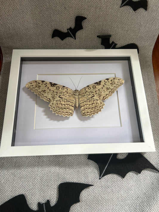 White Witch Moth in a frame