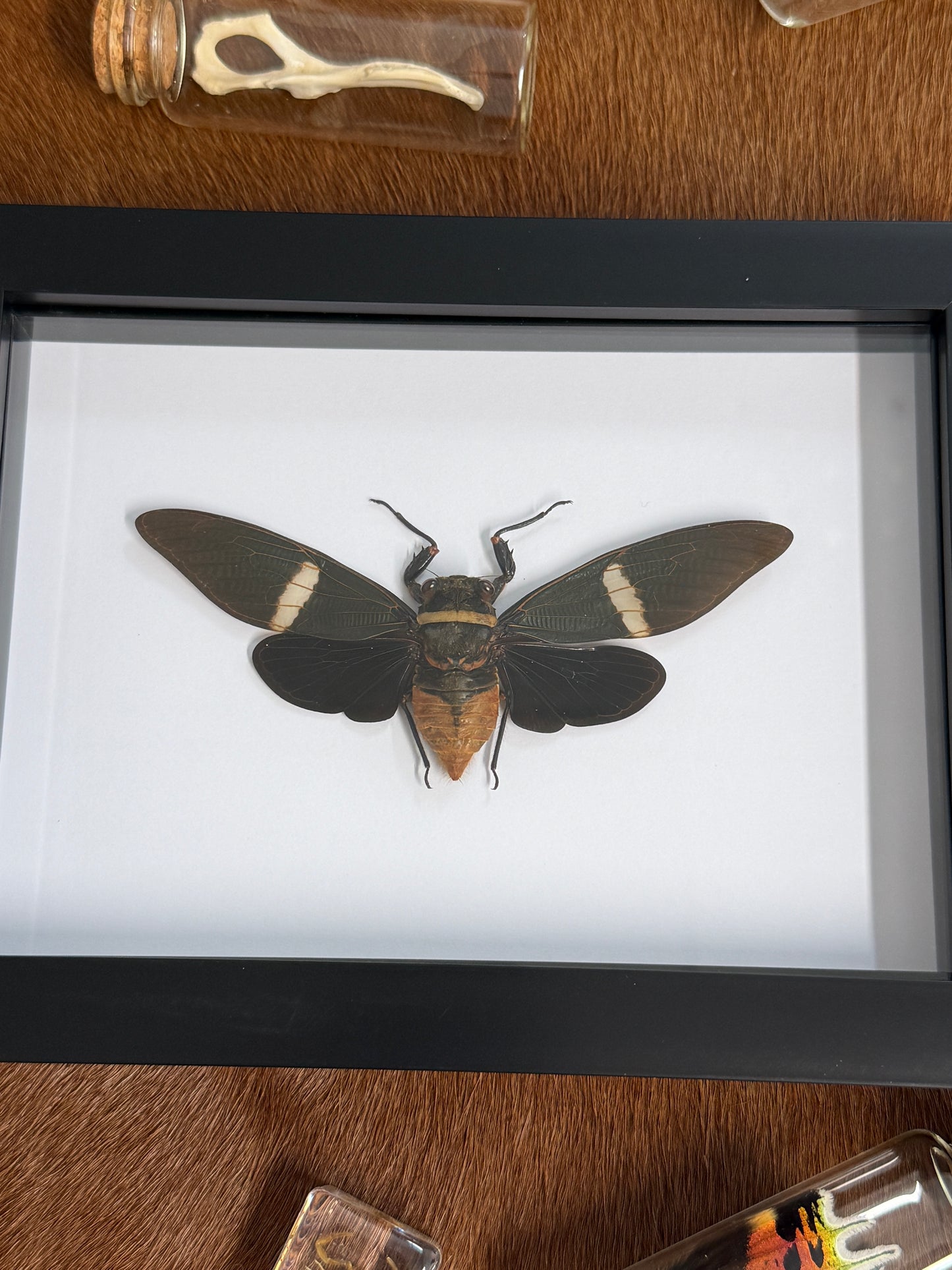 Giant Cicada - Tosena fasciata frame