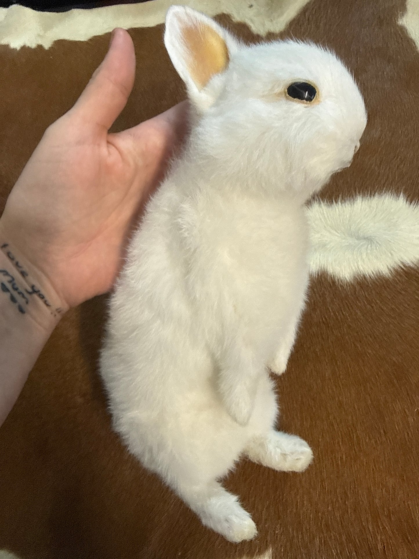 Taxidermy Bunny Mount 'Darcy'