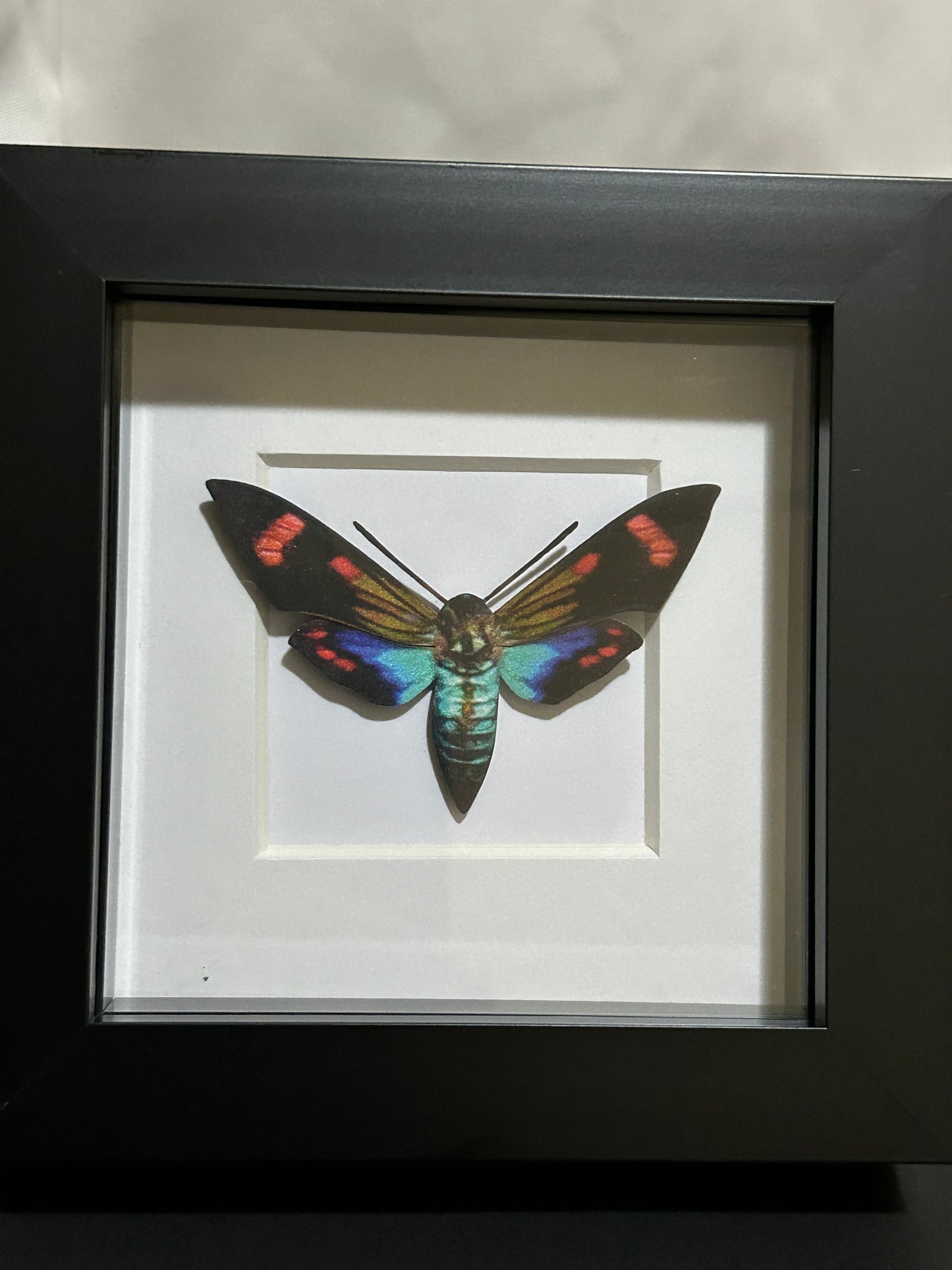 Replica Day Flying Sphinx Moth (Sphingidae) Frame