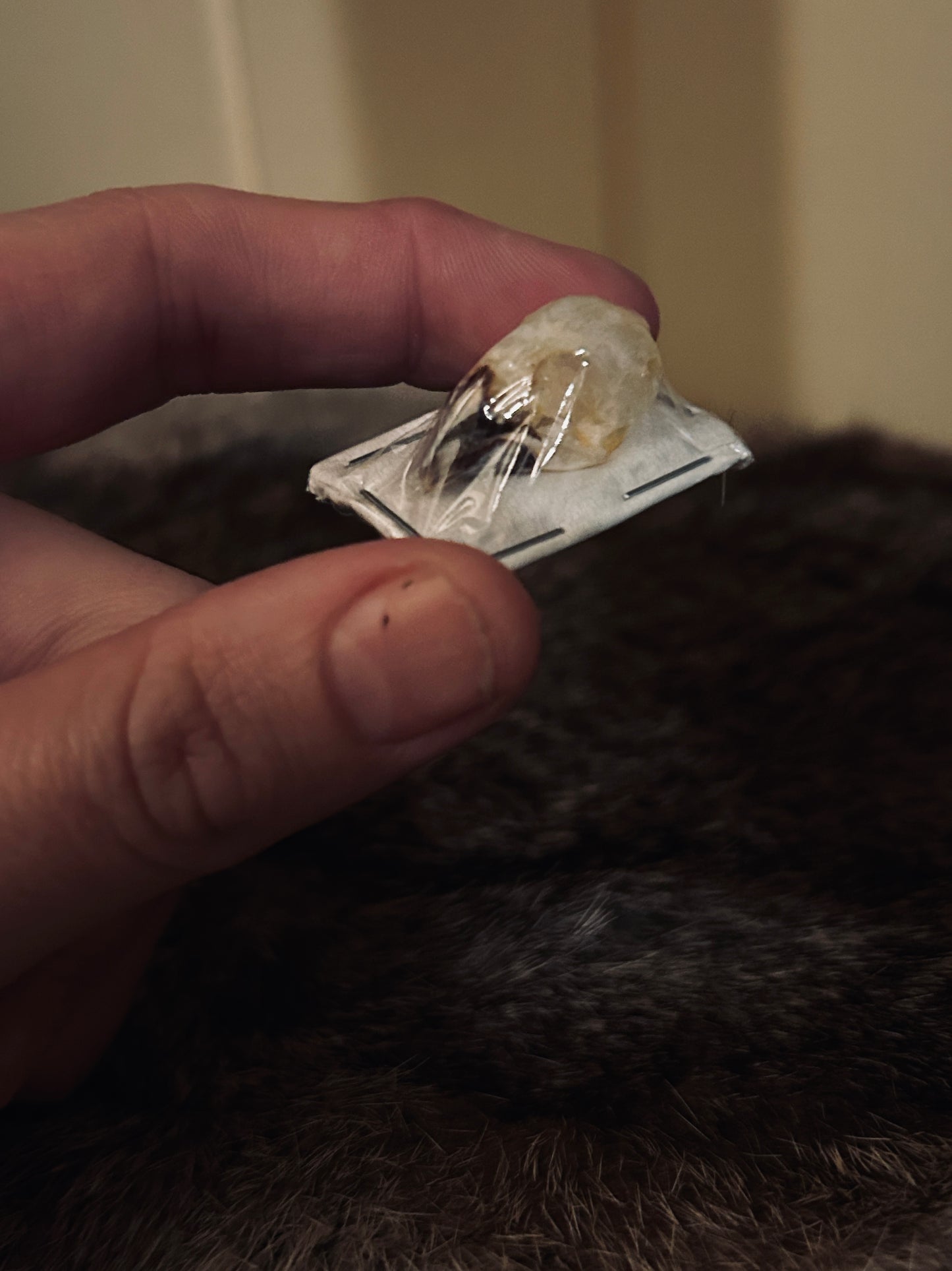 Lonchura punctulata bird skull