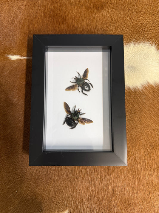 Xylocopa caerulea (male) Duo Frame - Pumpkin Cat Collectables