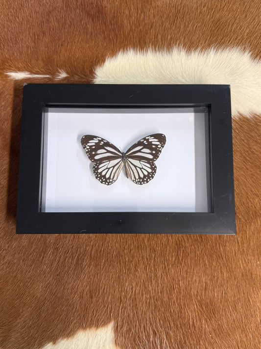 Butterfly frame - minor damage - Pumpkin Cat Collectables