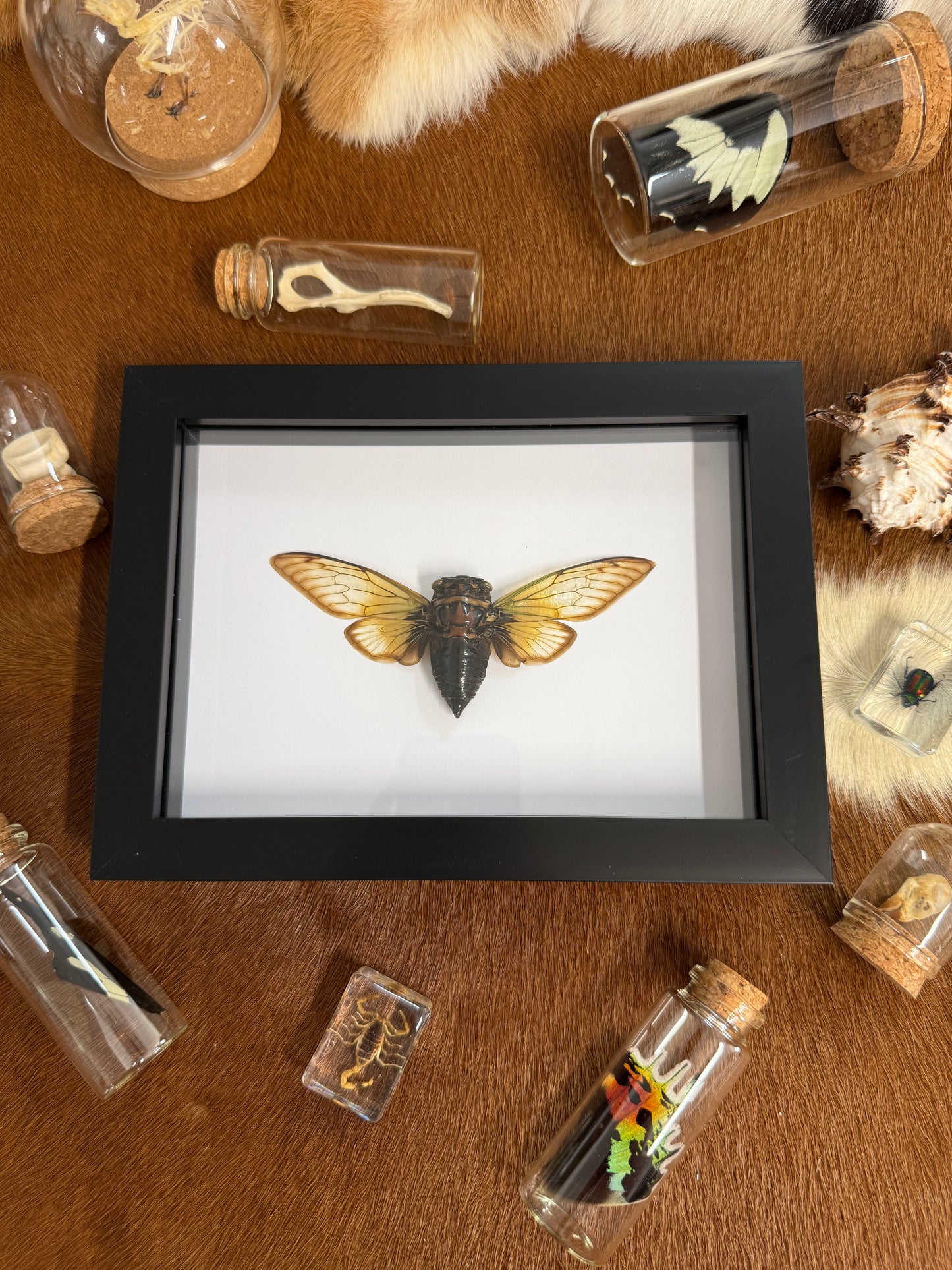 Clearwing Cicada - Cryptotympana fumipennis Frame
