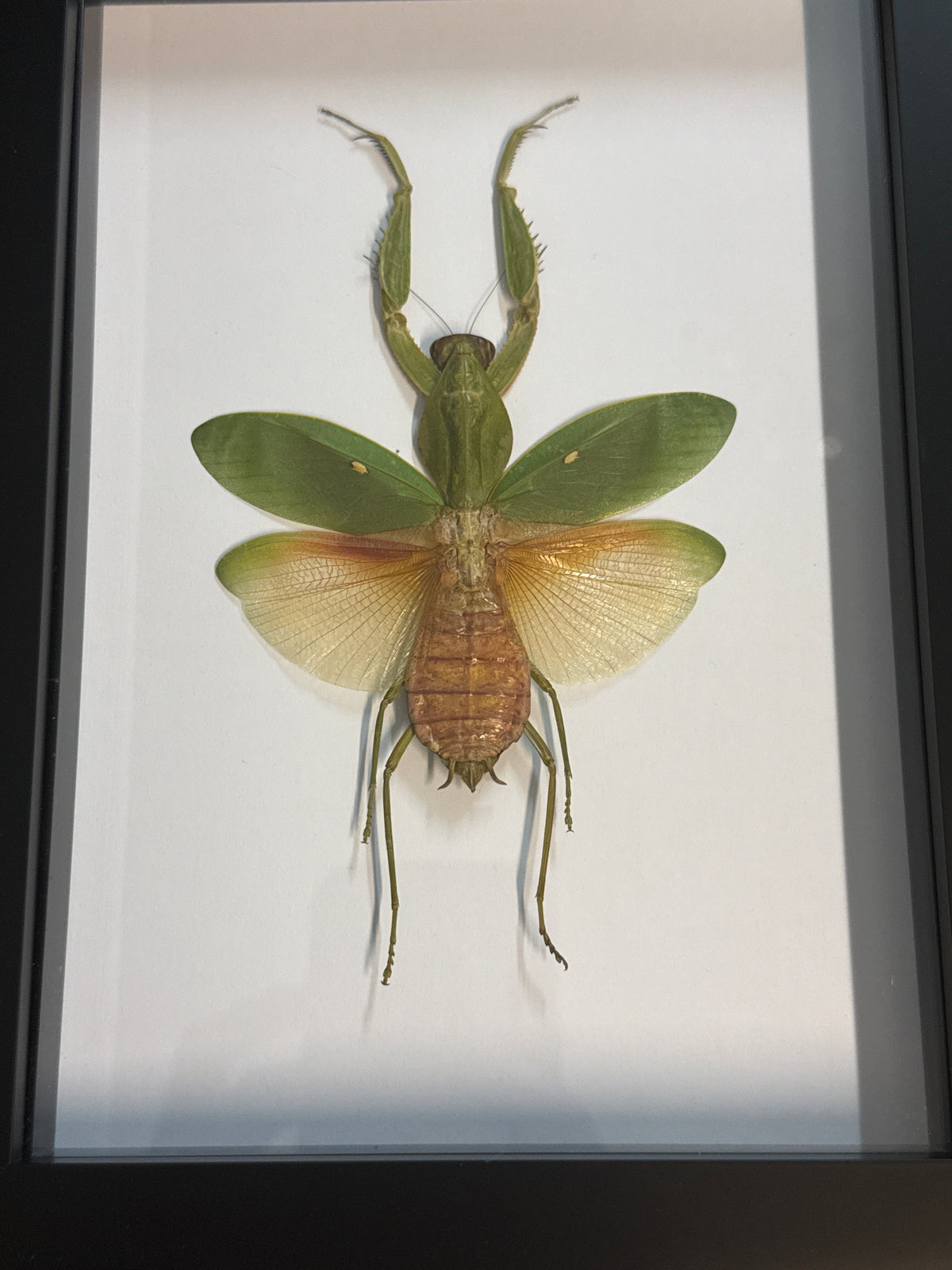 Rhombodera javana Praying Mantis in a Frame