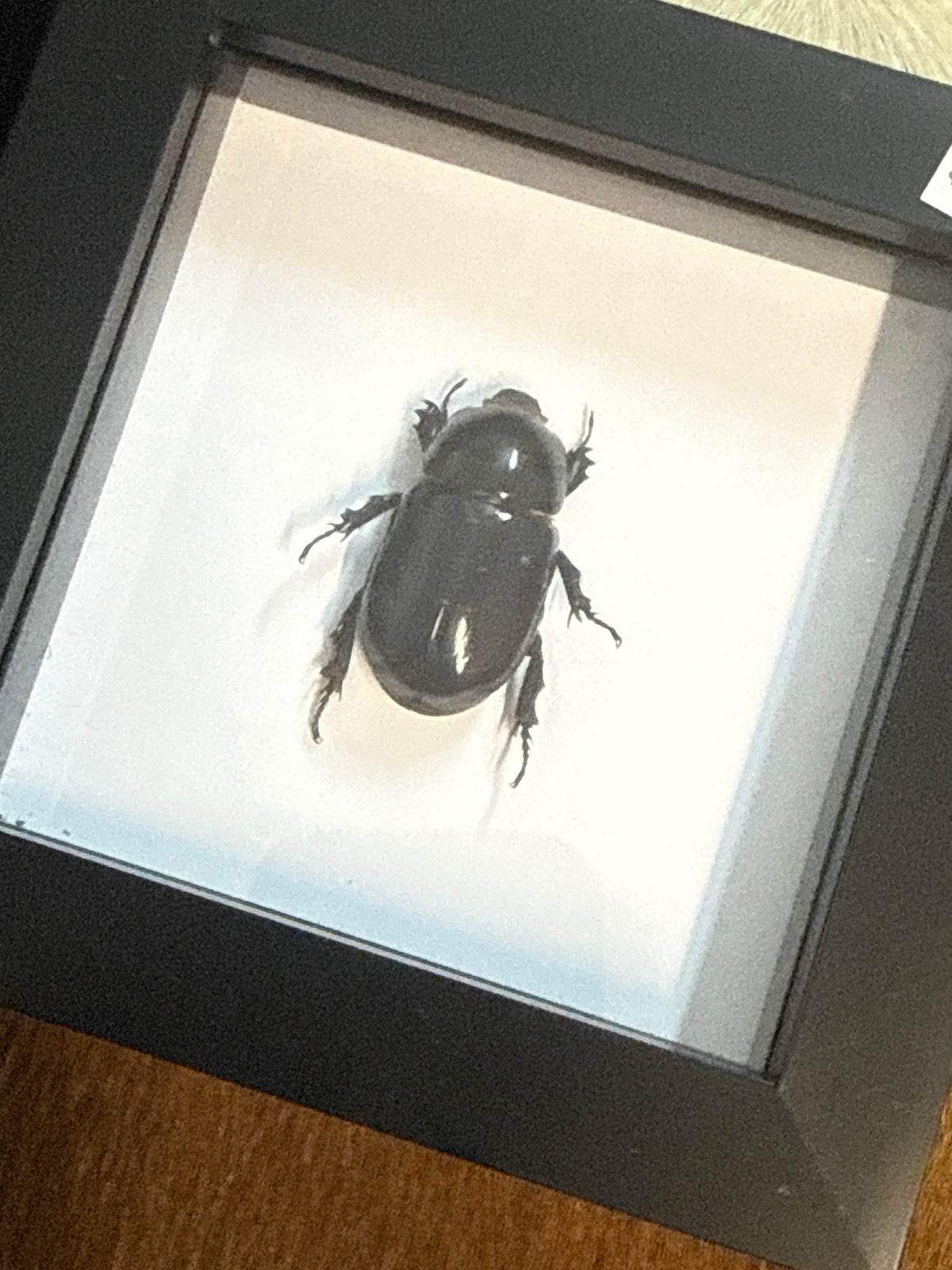 Oryctoderus latitarsis Scarab Beetle Frame