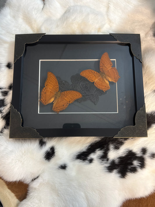 Cruiser Butterflies in a Frame