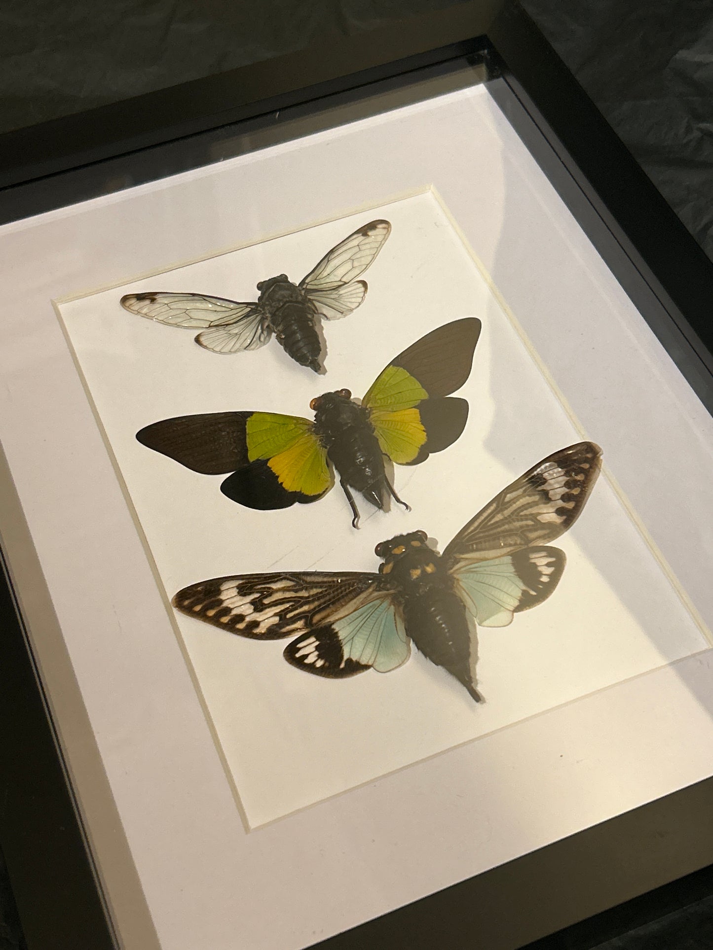 Green Cicada Trio in a Frame