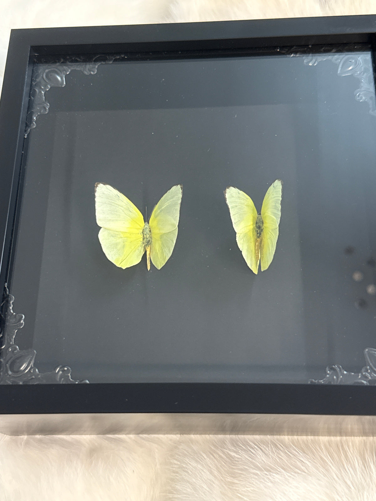 Yellow Migrant Butterflies in a Frame