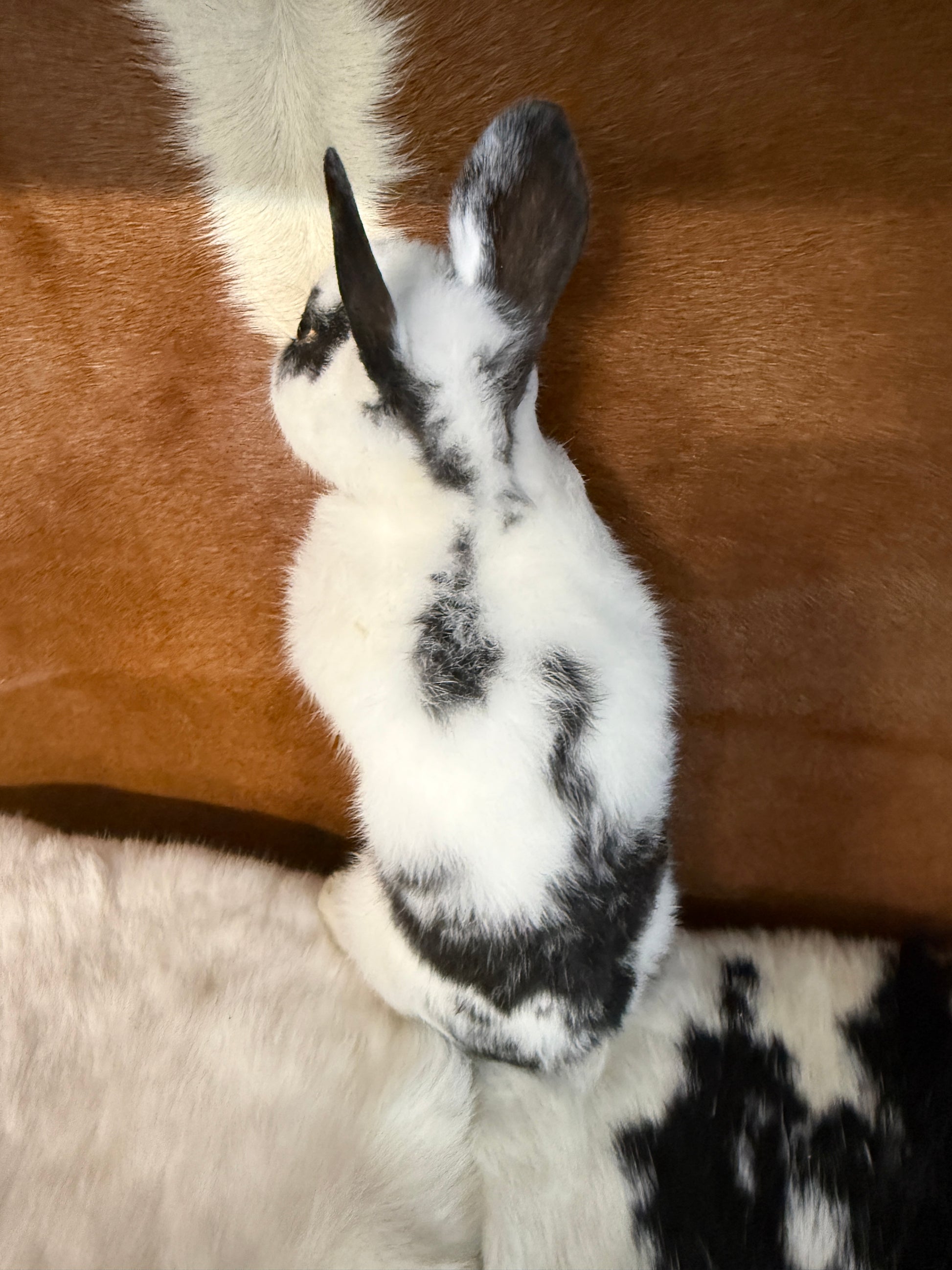 Taxidermy Bunny Mount 'Oleg' - Pumpkin Cat Collectables