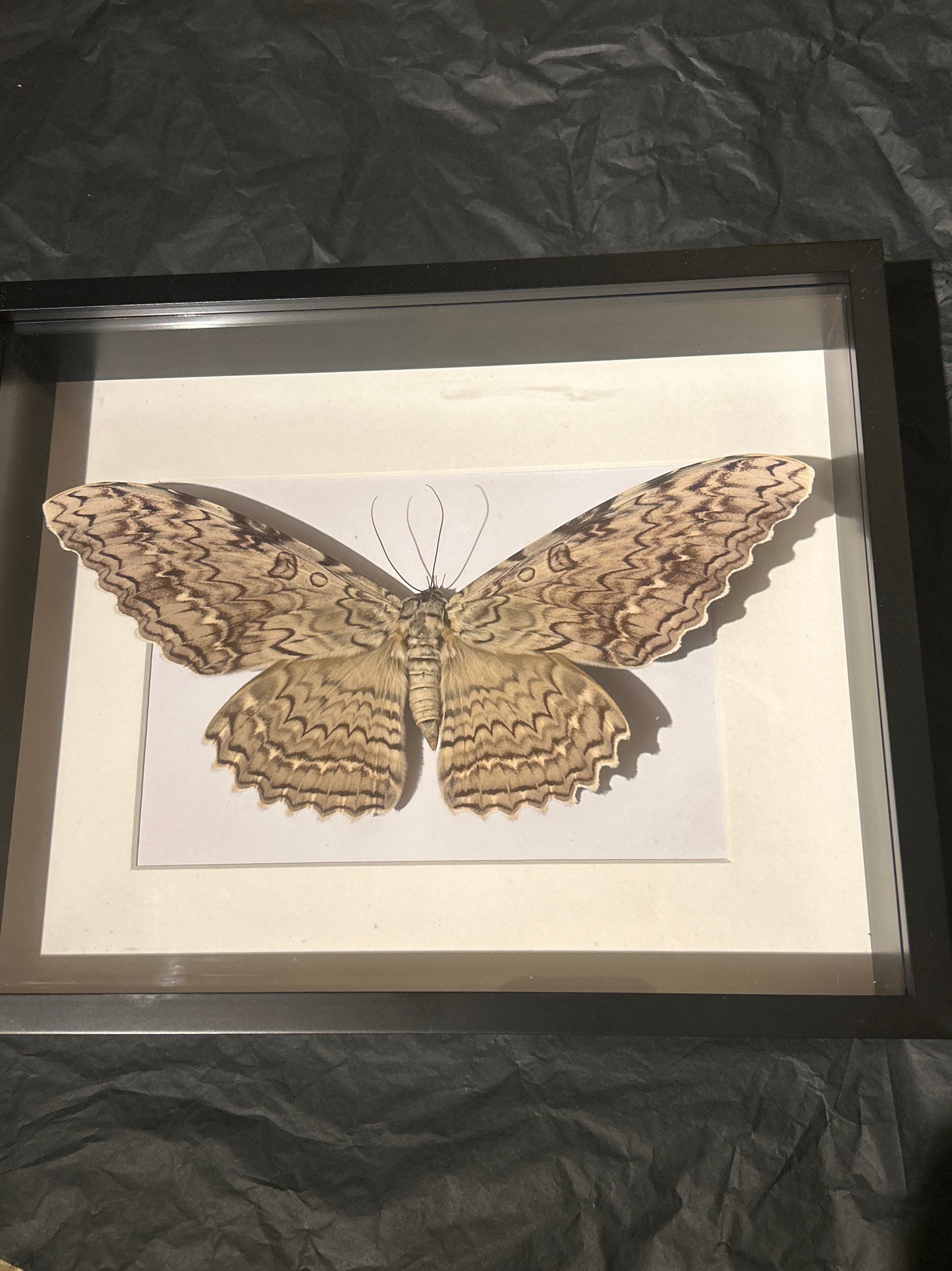 White Witch Moth in a frame