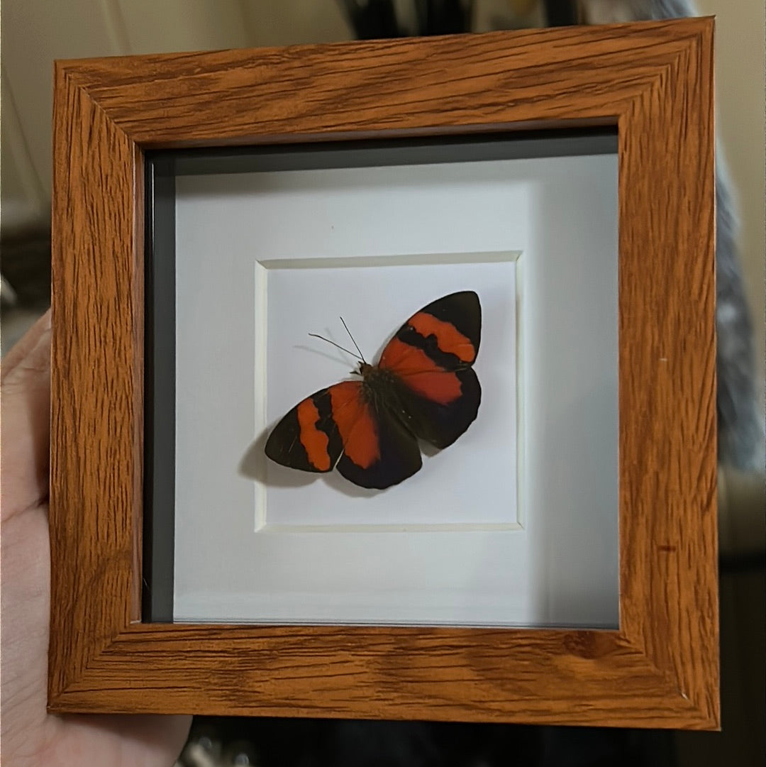 Temenis pulchra Butterfly in a frame