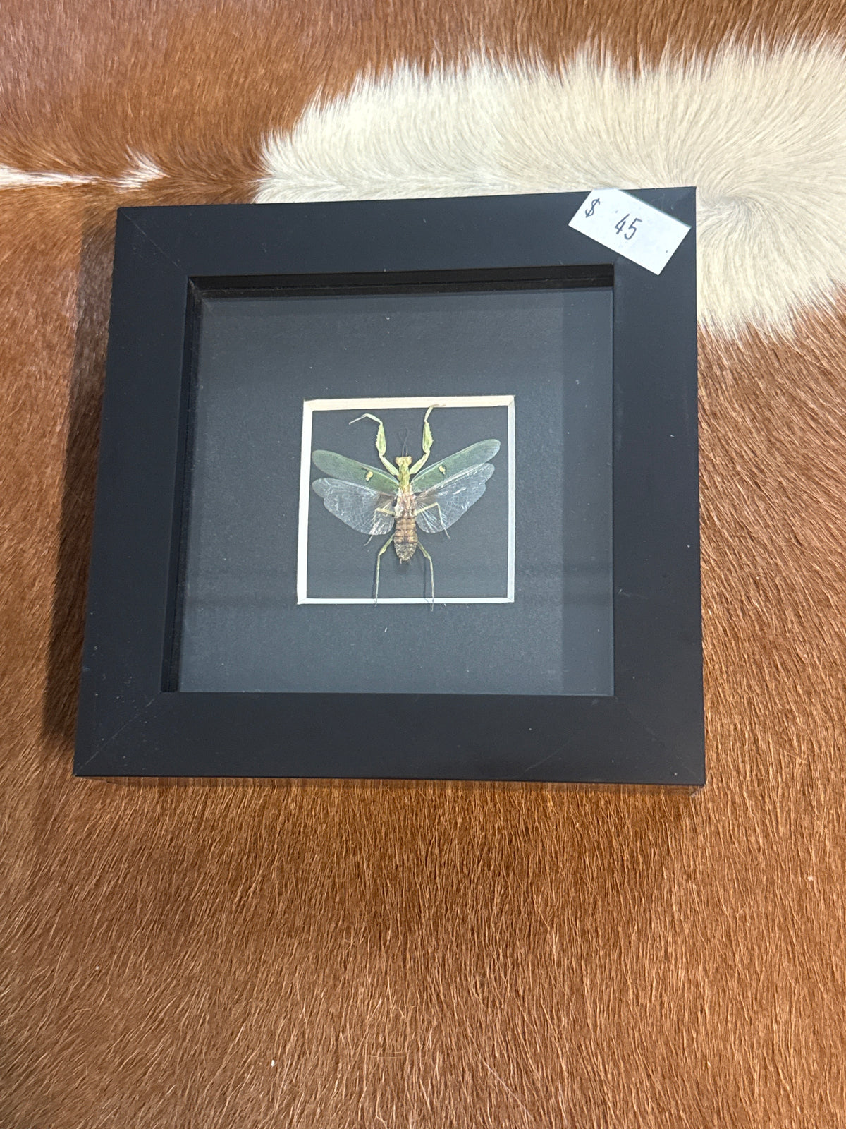 Flower Mantis Frame