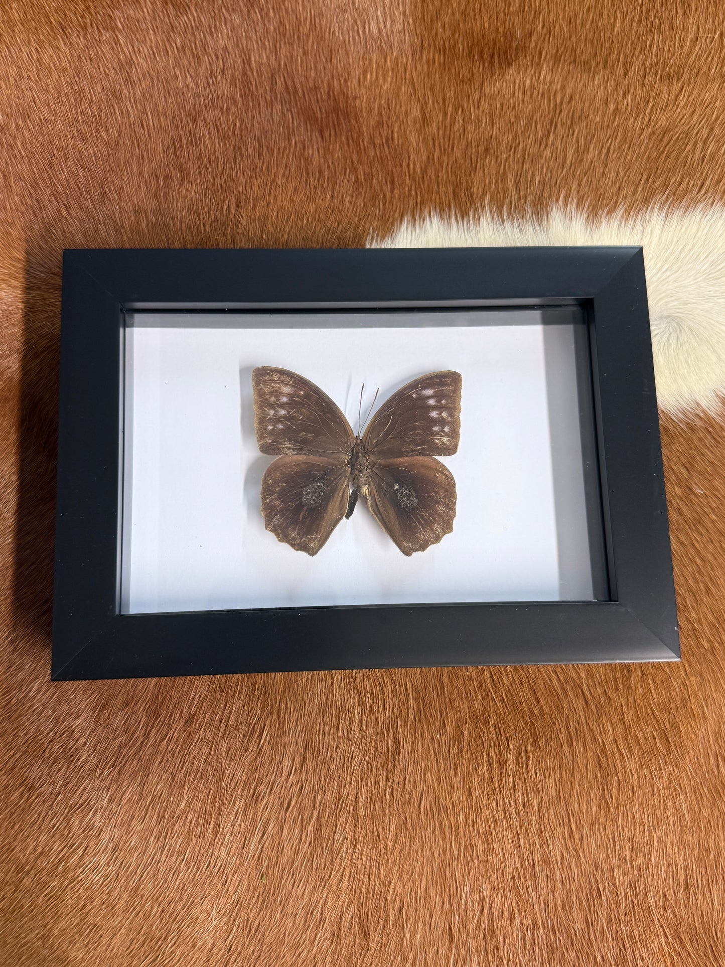 Butterfly frame - Pumpkin Cat Collectables