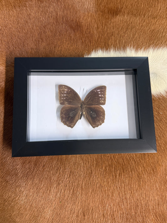 Butterfly frame - Pumpkin Cat Collectables