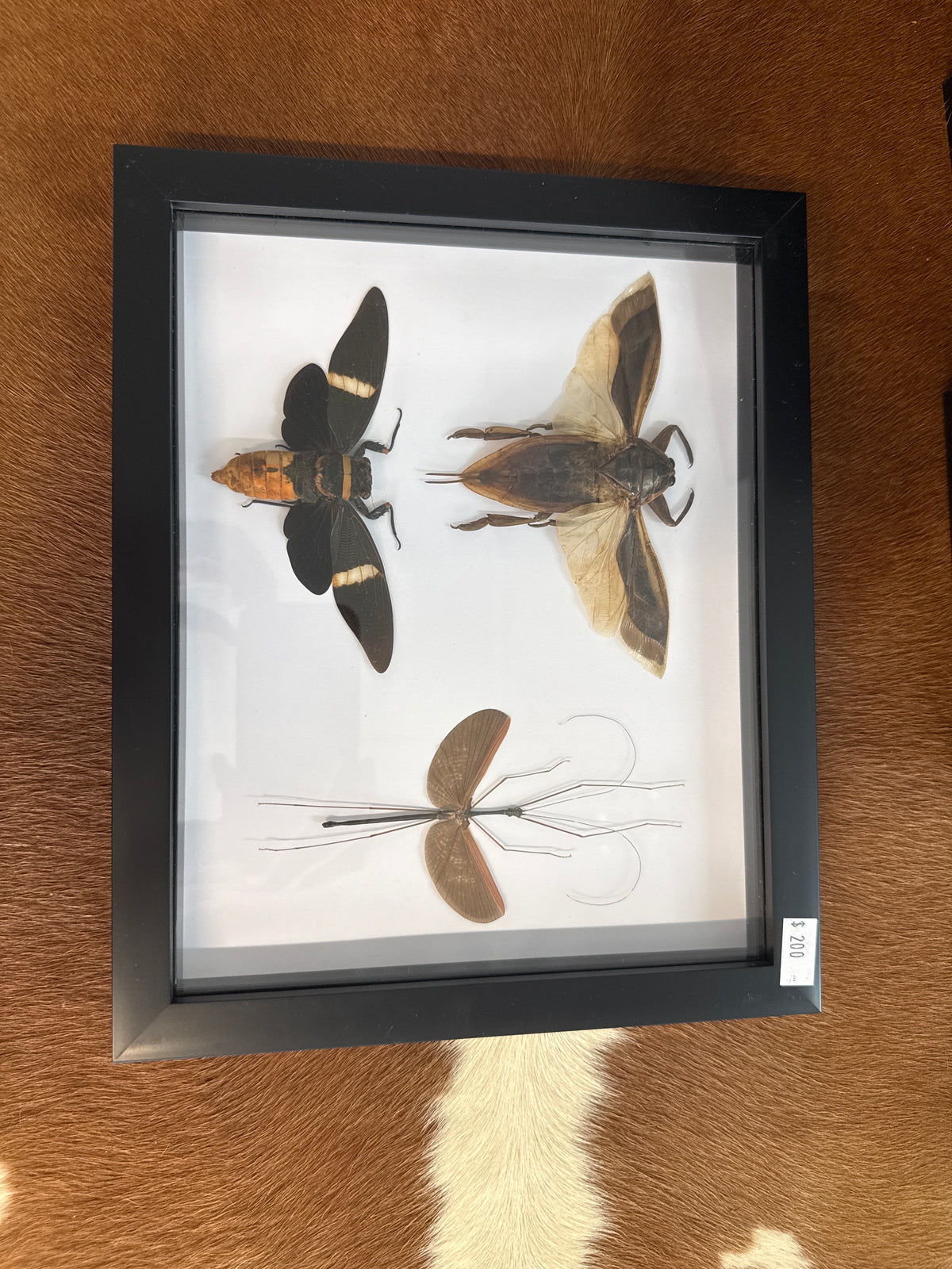 Brown Insect Trio Frame