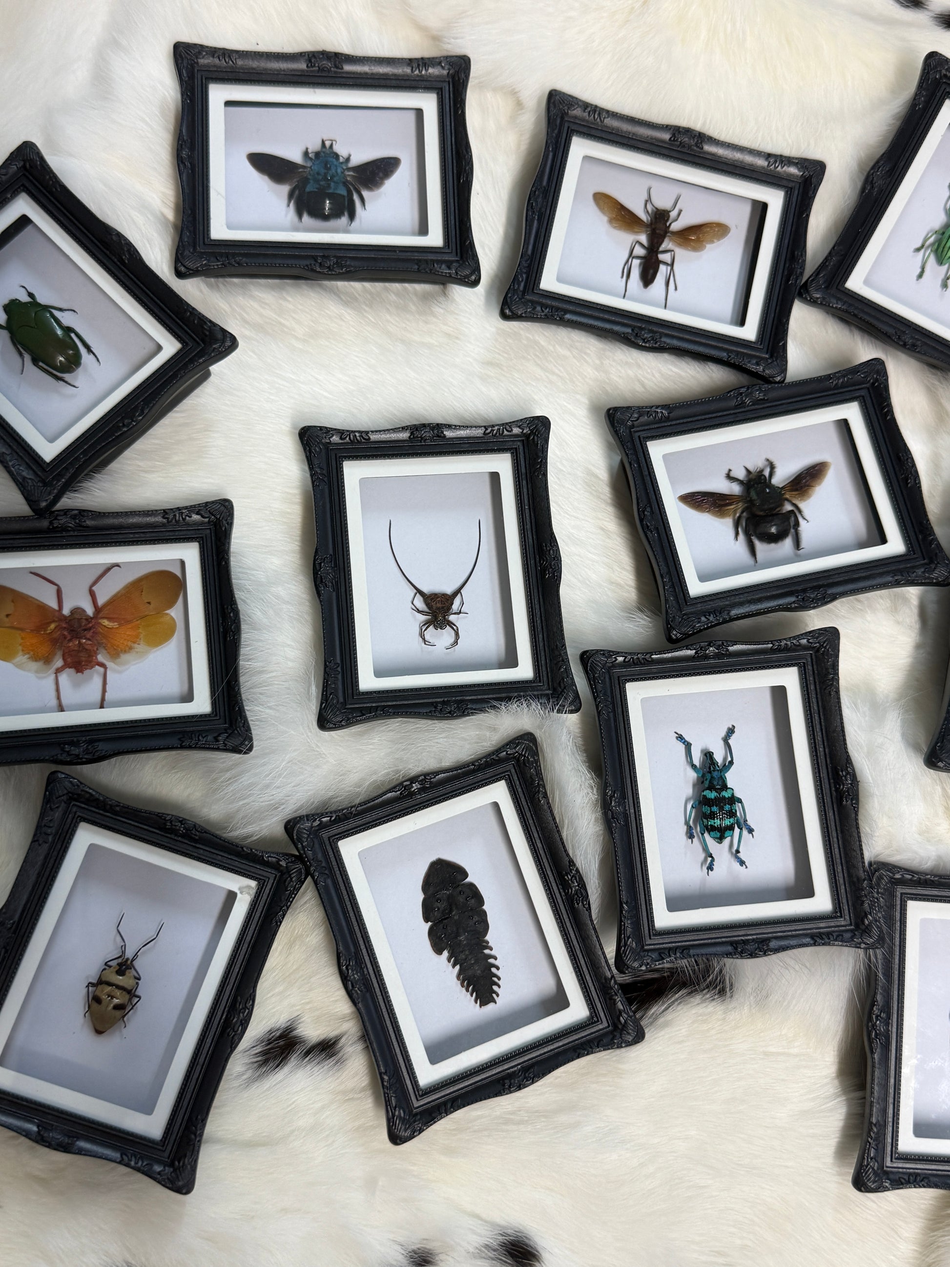 Bug Fridge Magnet Mini Frame - Pumpkin Cat Collectables