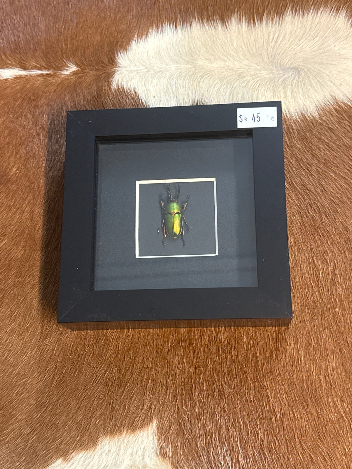 Lamprima adolphinae Beetle Frame