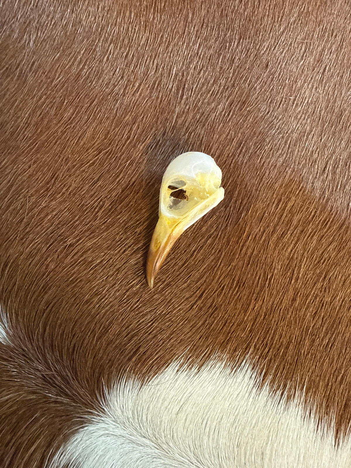 Sooty-headed Bulbul (Pycnonotus aurigaster) Bird Skull