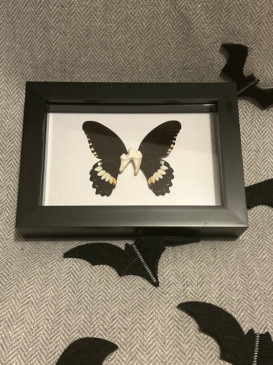 “Tooth Fairy” Frame