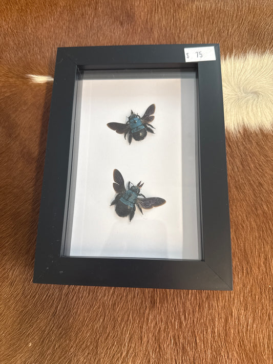 Blue Carpenter Bee Duo Frame