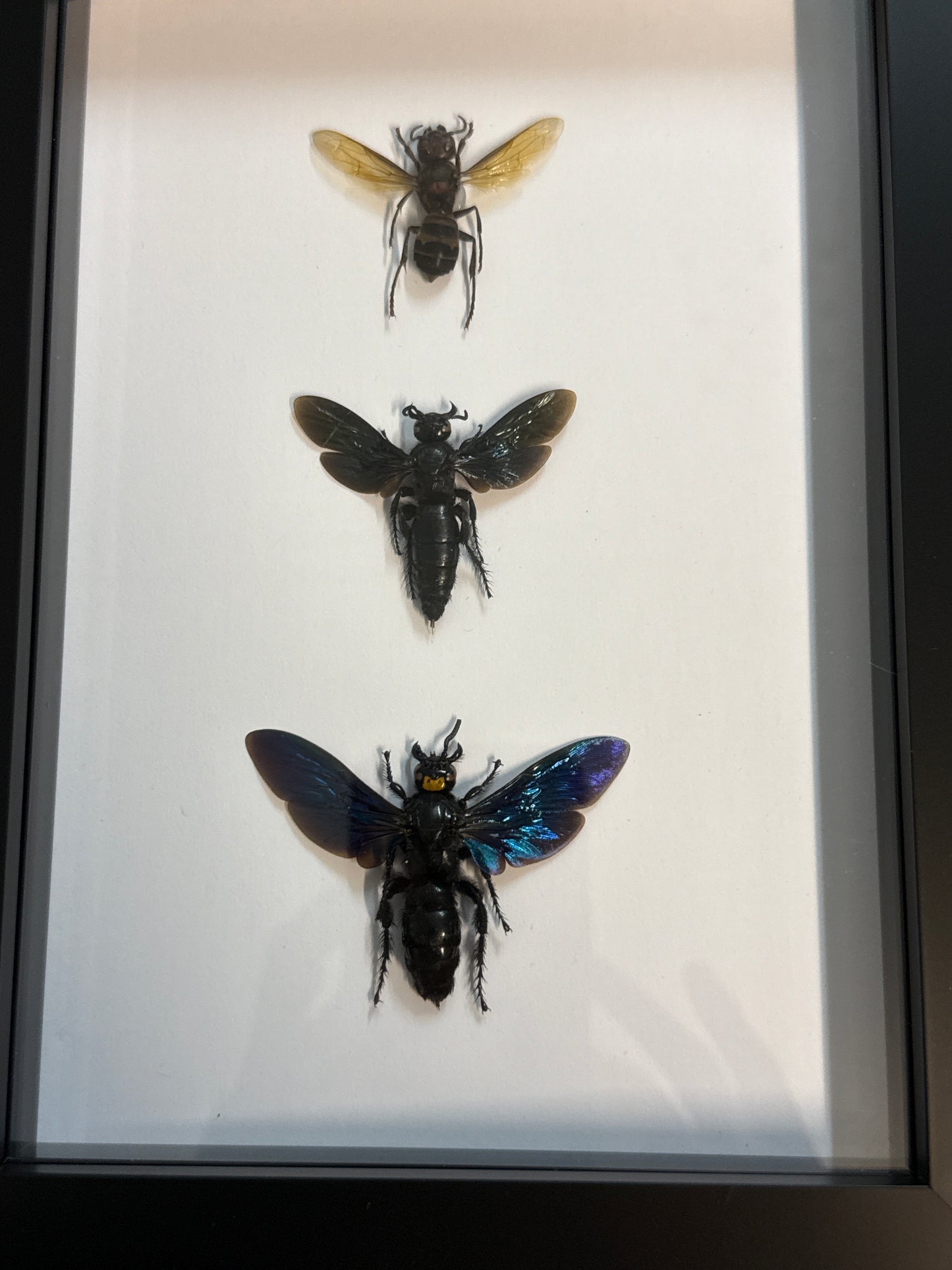 Wasp Trio Frame