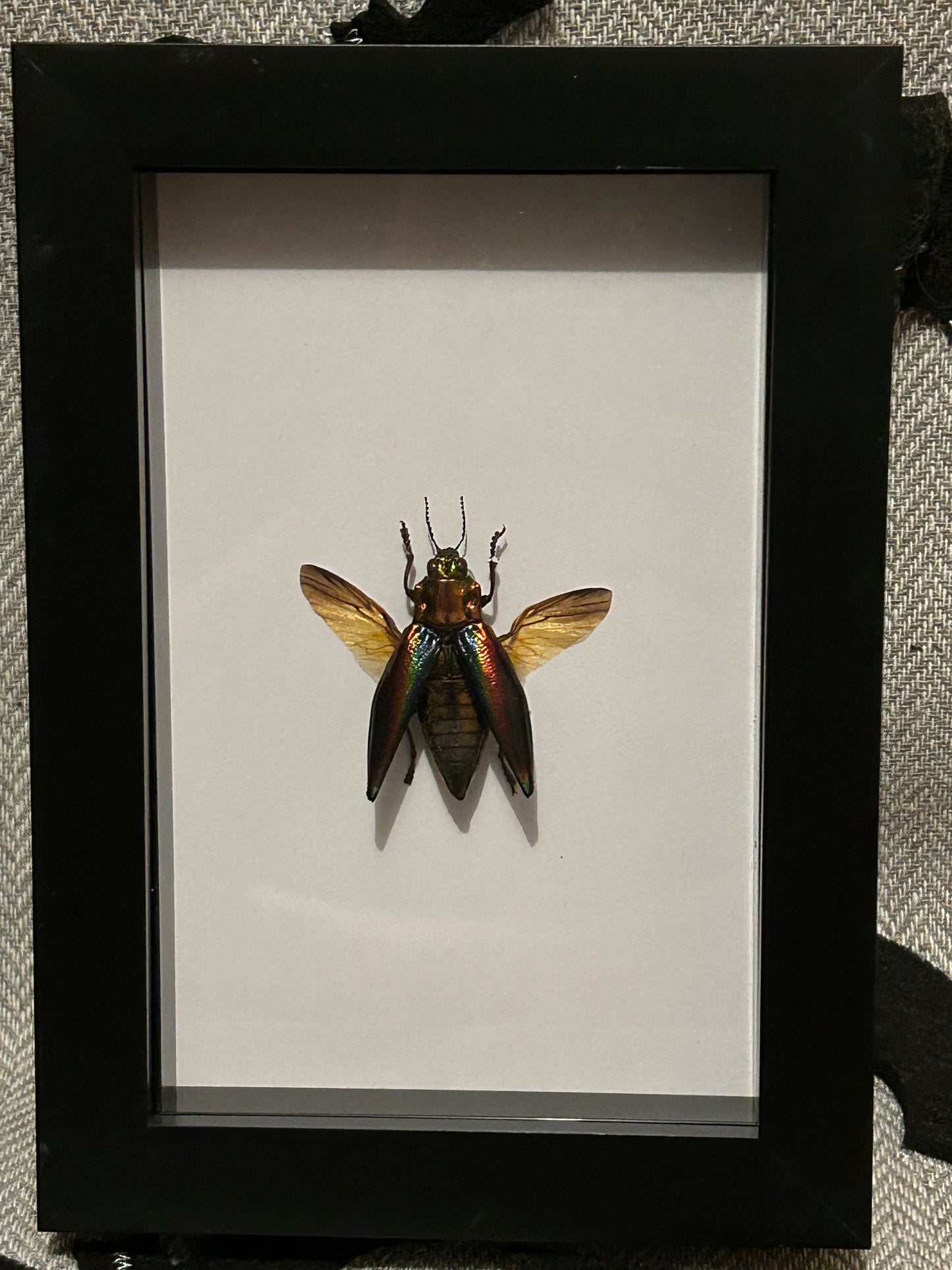 Cyphogastra javanica Beetle in a Frame