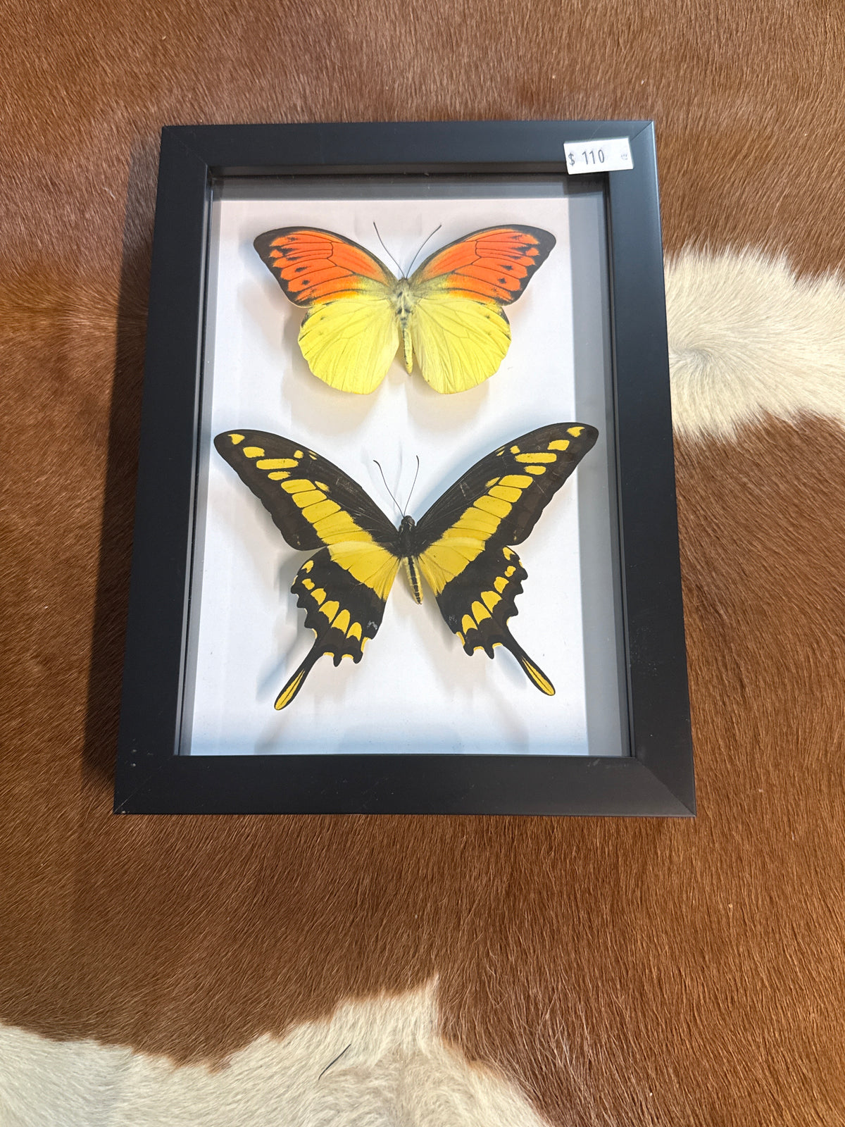 Orange Tip & King Thoas Butterfly Duo
