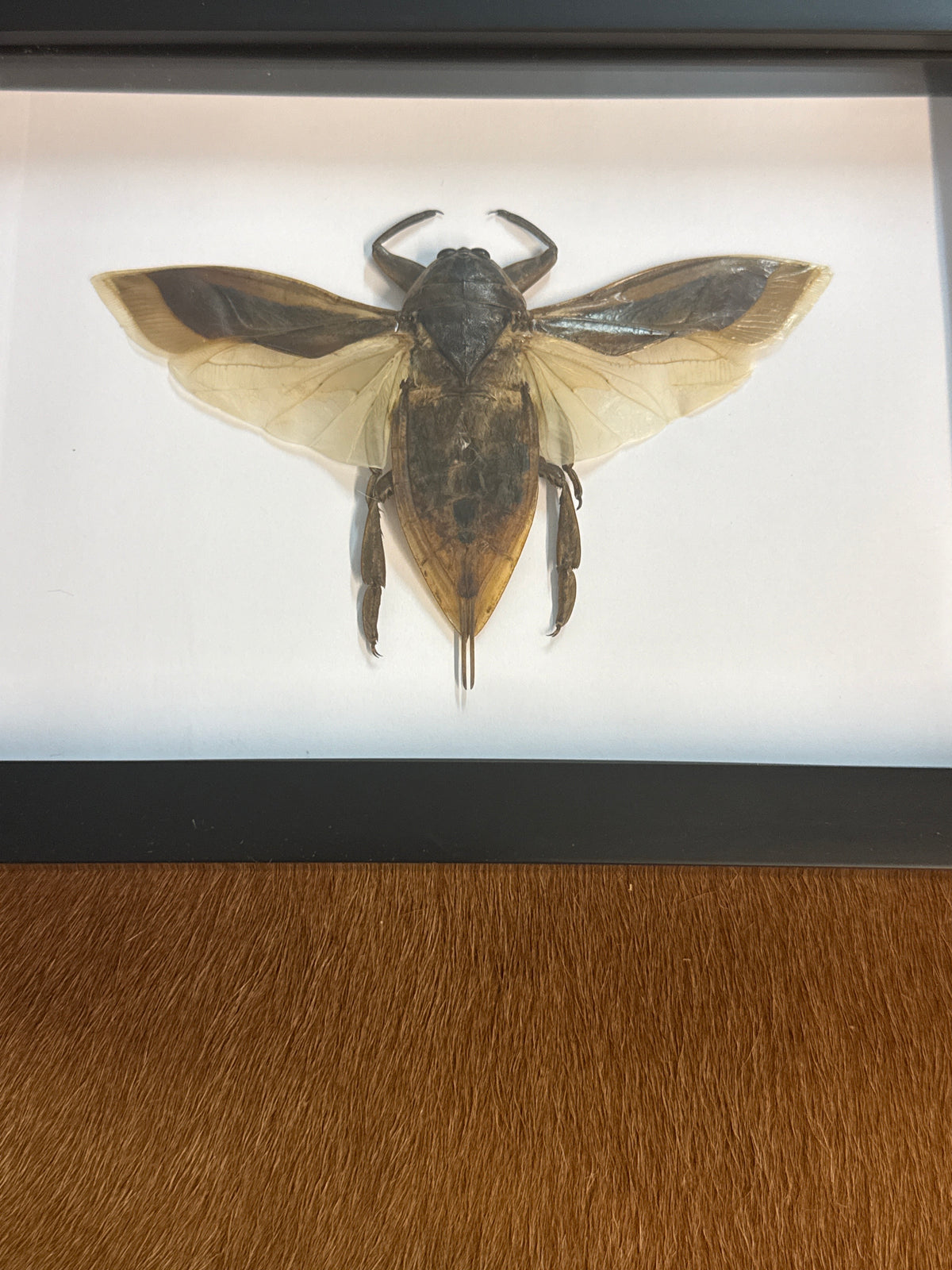 Giant Water Bug (Lethocerus) in a Frame