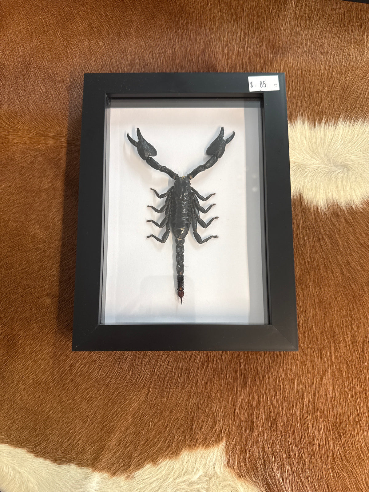 Giant Forest Scorpion in a Frame