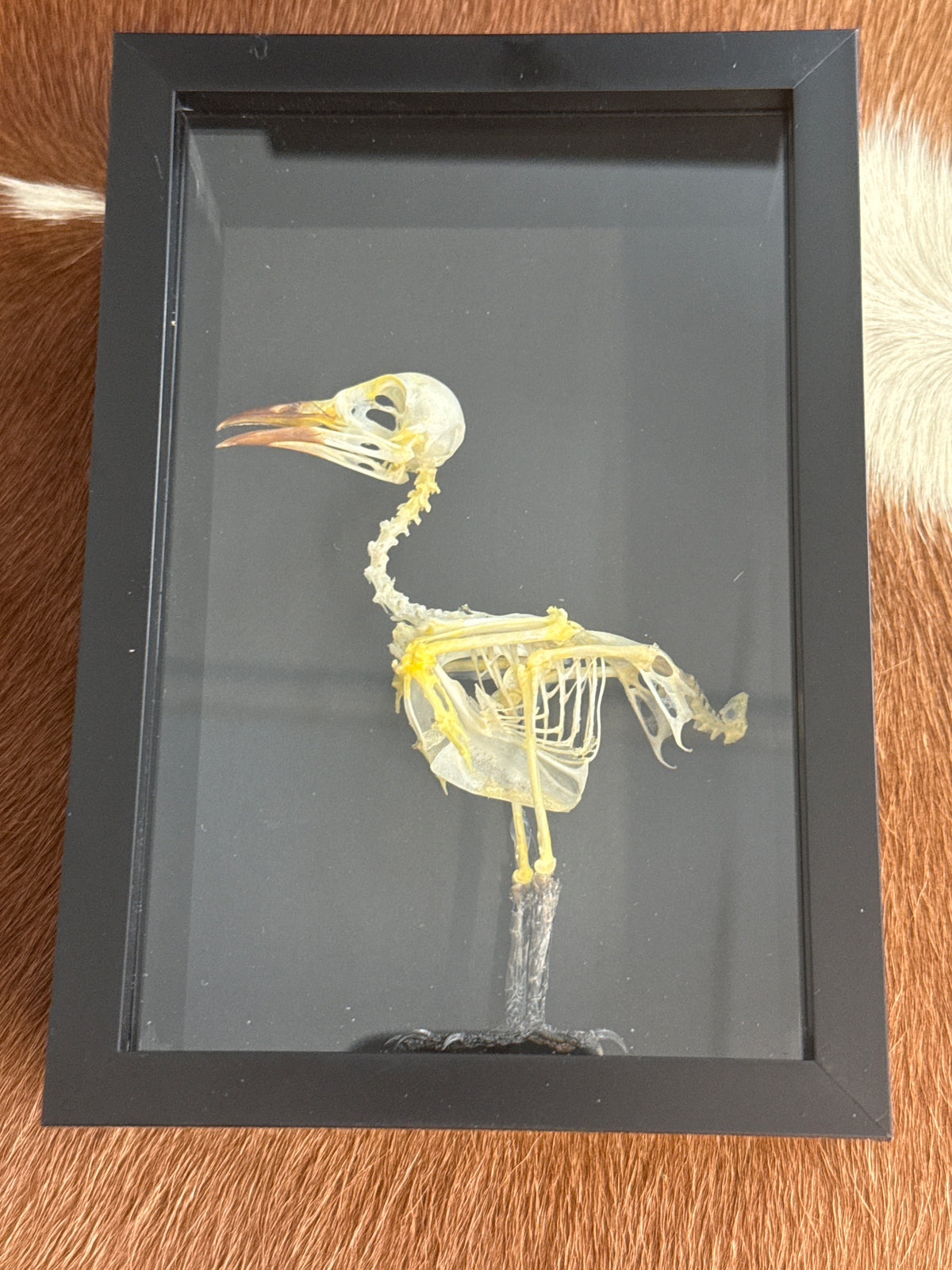Sooty-Headed Bulbul (Pycnonotus aurigaster) Bird Skeleton in a Frame