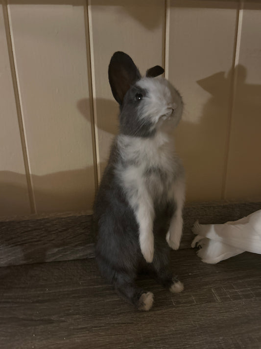 Taxidermy Bunny Mount 'Peanut’