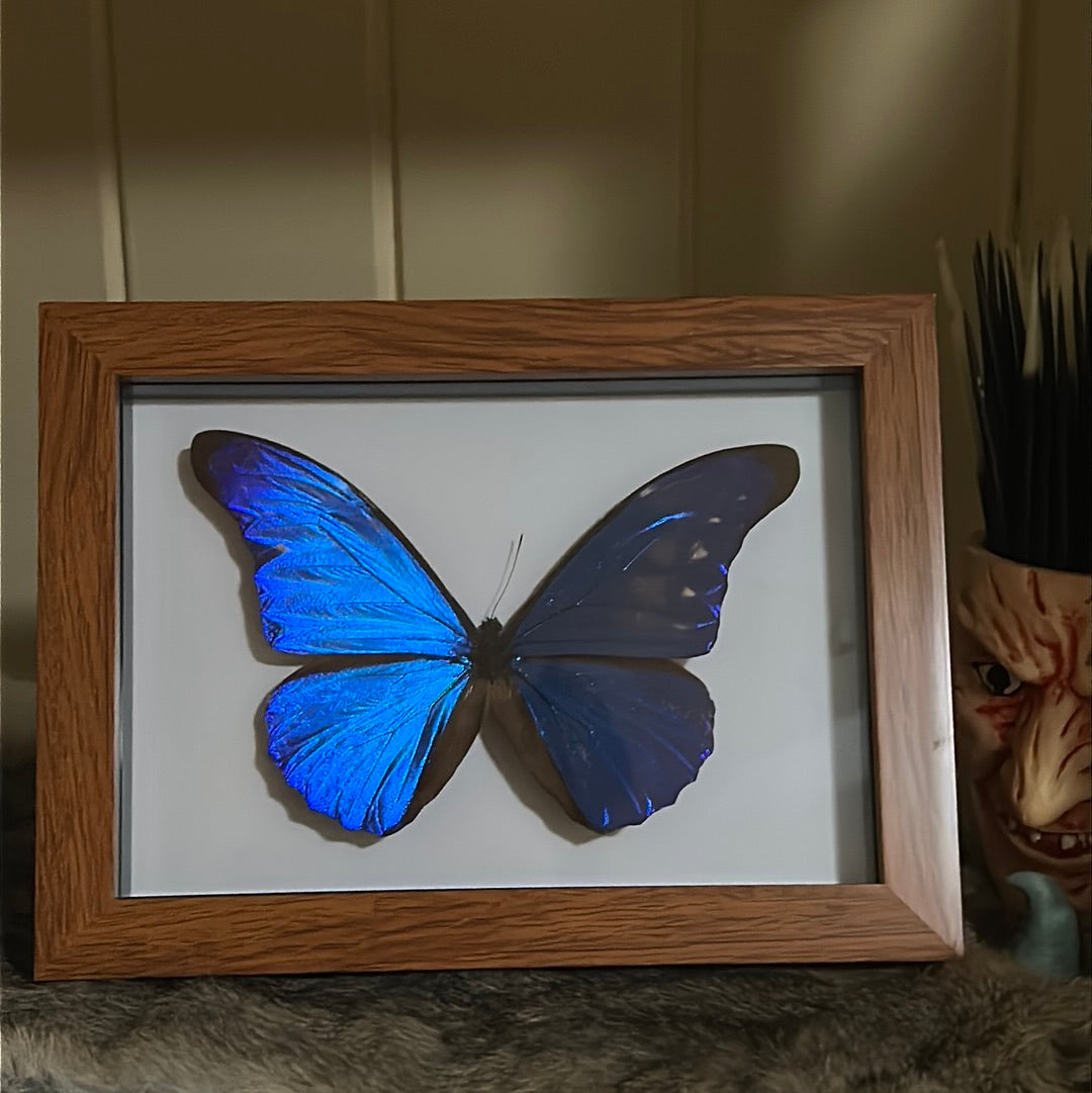 Morpho rhetenor cacica Butterfly in a frame