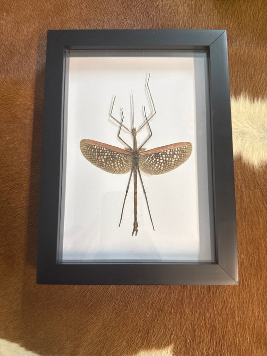 Anchiale buruense Stick Insect Frame - A2