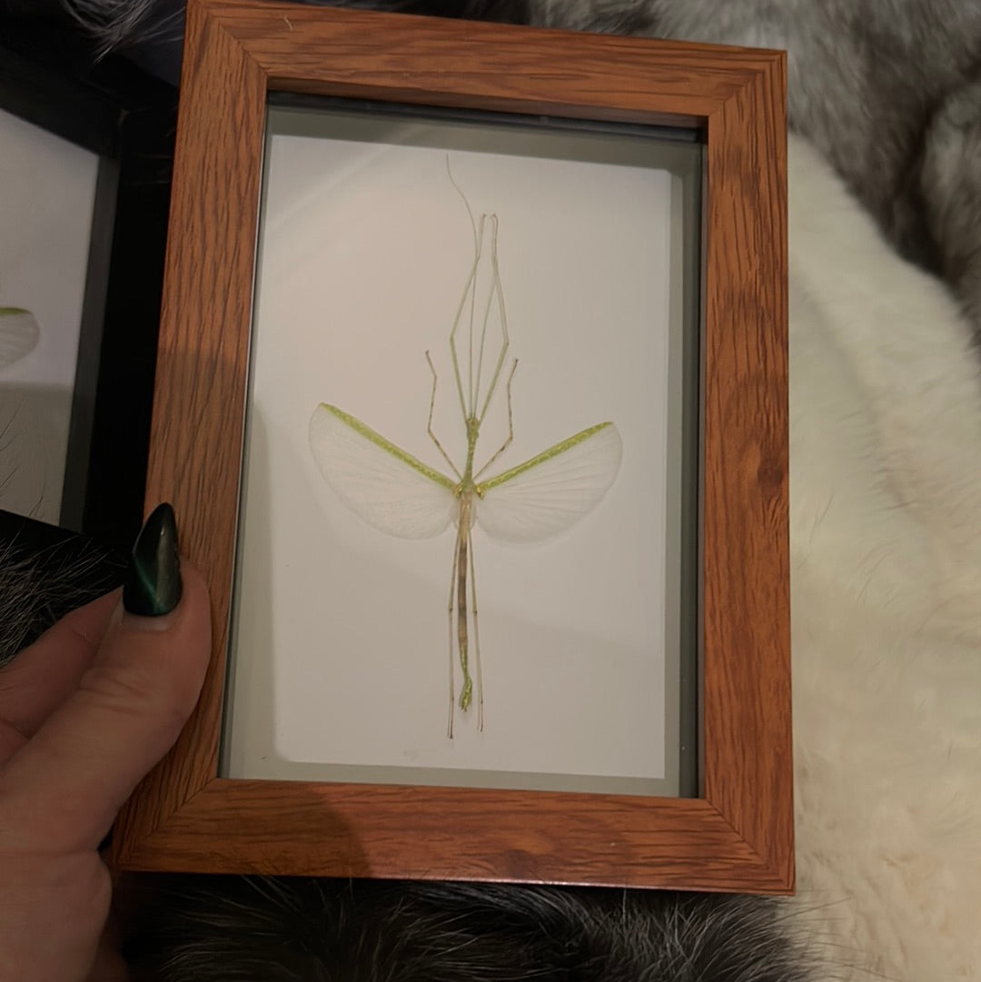 Stick Insect in a frame