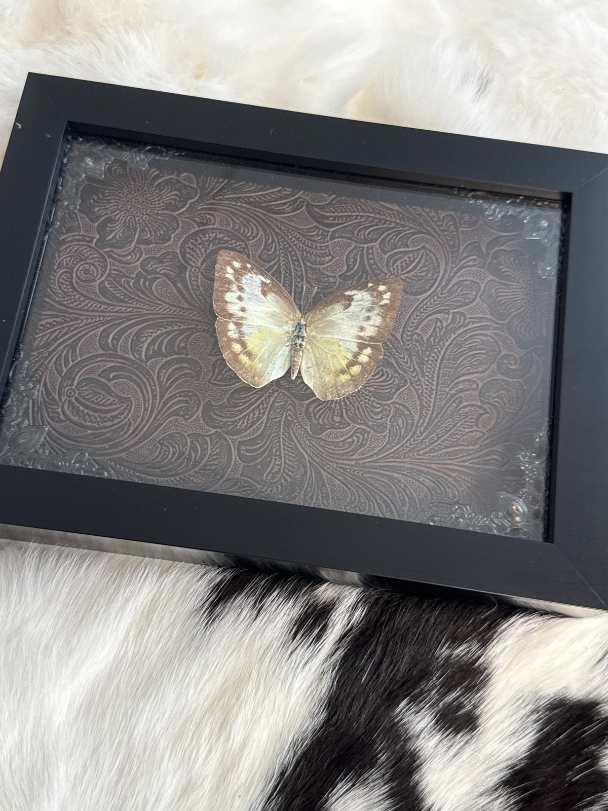 Black & White Buttedfly in a Frame