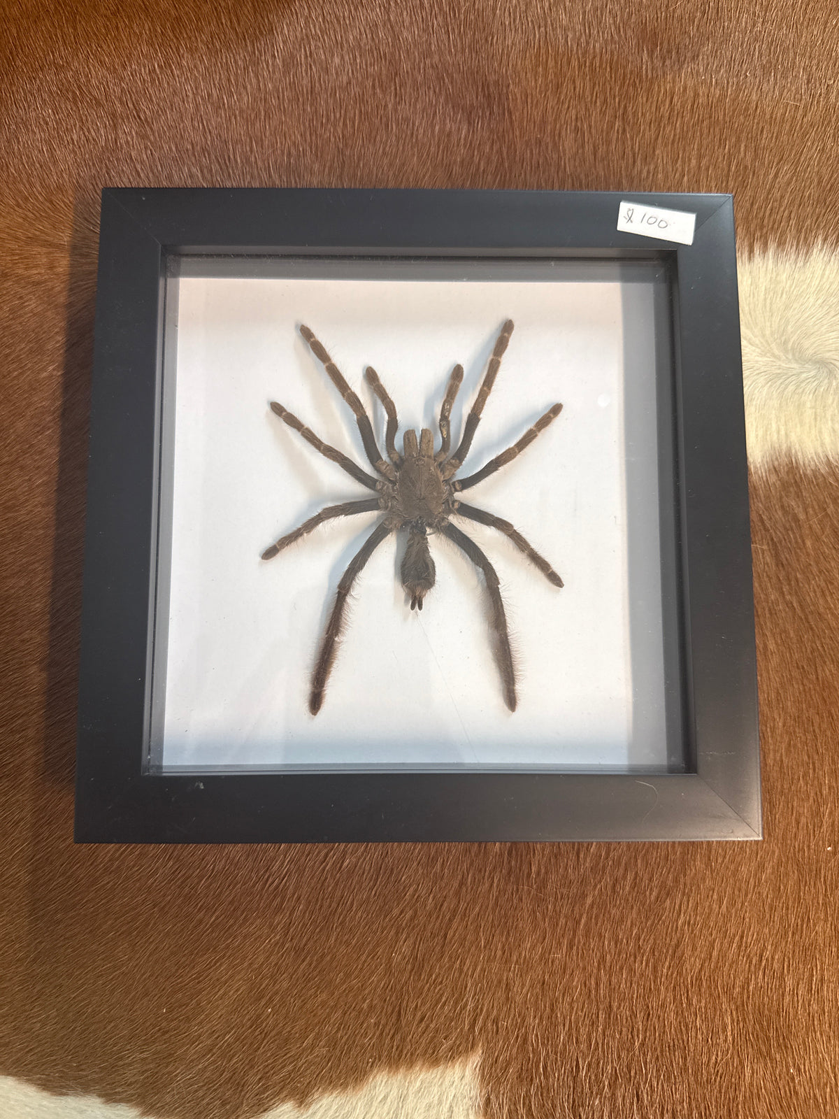Tarantula Frame - A2
