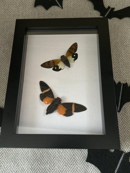 Cicada Duo Frame