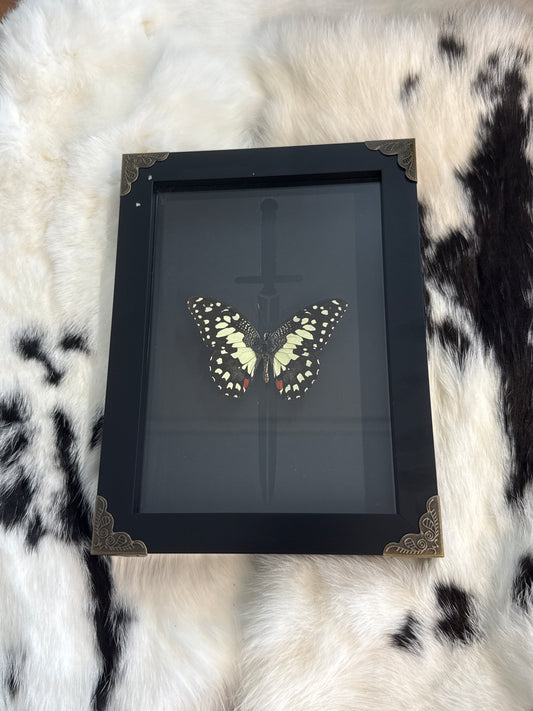 Papilio demoleus libanius Butterfly in a Frame