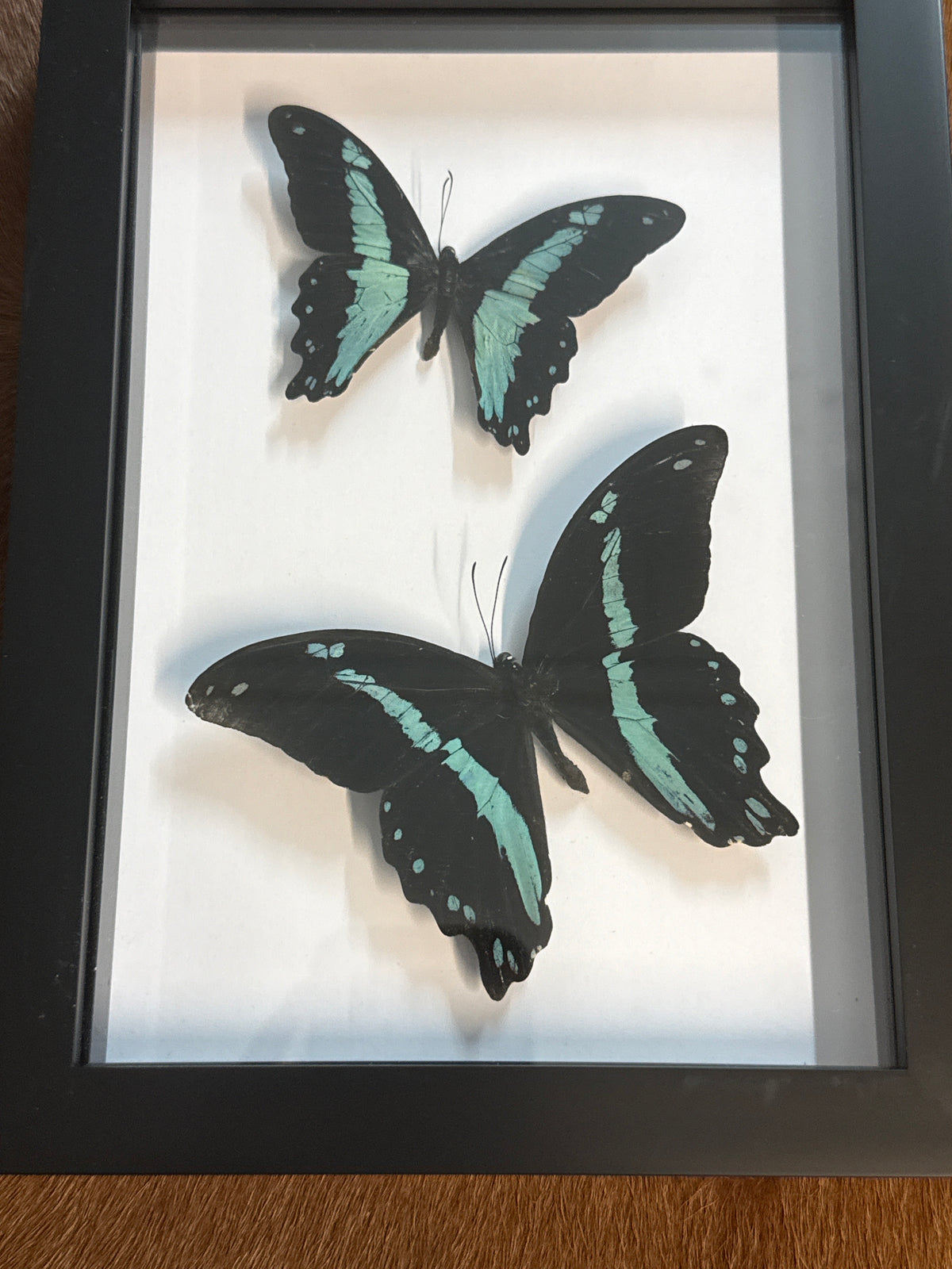 Blue Papilio Butterfly Duo Frame
